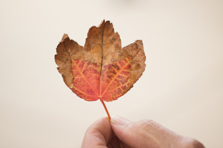 Autumn leaf in hand on white background. Selective focus.の写真素材