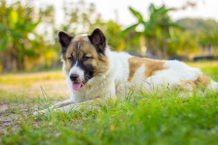 The shot of Thai dogの写真素材