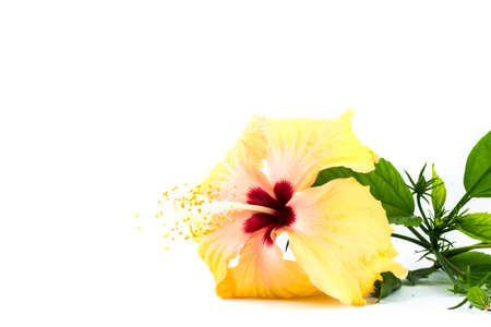 The shot of hubiscus flowerの写真素材