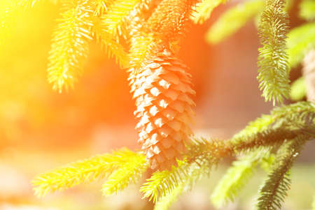 Green prickly branches of spruce or pine. Pine cone on the fur-tree.の写真素材