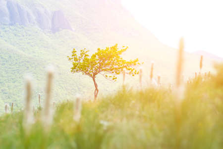Lonely tree in the mountains on the field among the rocks. During the bright sun.