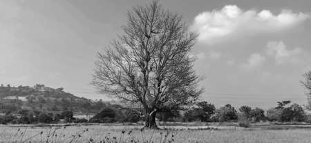 A tree without leaves autumn nice weather with grass in foreground and hills at distant, bright...