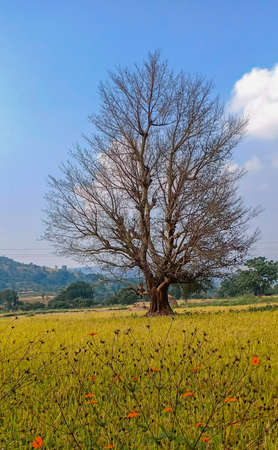 A tree without leaves autumn nice weather with yellow grass in foreground and hills at distant, bright nature with clear skyの写真素材