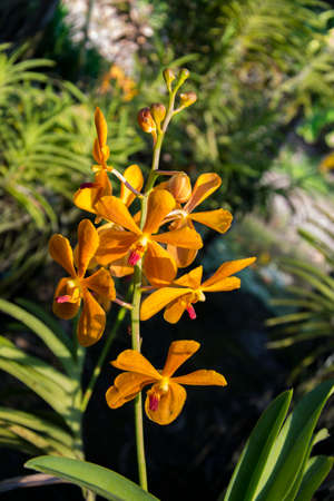 Yello Fresh Flower in the morning.