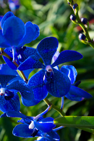 Blue Orchidの写真素材