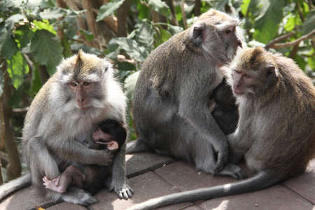 Group of peacefull mother monkeys and baby monkey in hands of mother, Bali