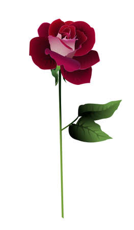 Beautiful red rose, vector illustrationのイラスト素材