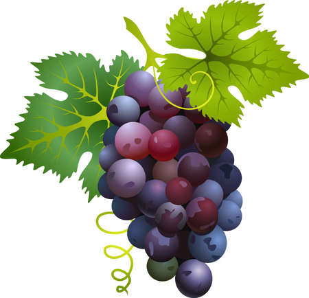 Vector illustration of realistic sweet Black grapesのイラスト素材