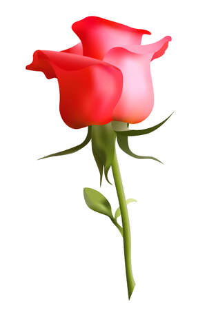 Beautiful red rose on a white background のイラスト素材
