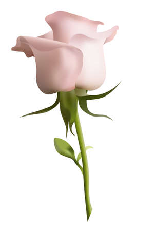 Beautiful pink rose on a white background のイラスト素材