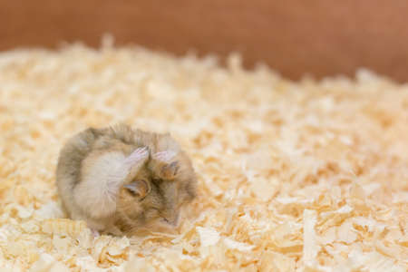 Photographers want to present performances of Hamsterの写真素材