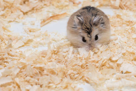 The photographer wanted to convey the life of a hamsterの写真素材