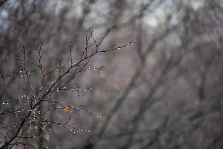 Muddy tree branch in the rain