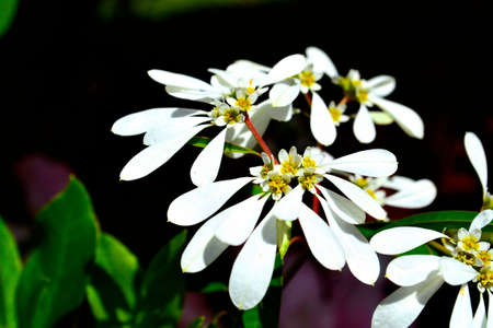 white flower in bloomの写真素材