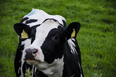Ballymoney, Northern Ireland - August 22, 2016 :- A Cow pictured in a field just outside Ballymoney.のeditorial素材