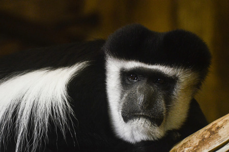This Picture was taken of a Black and White Colobus Monkey at Belfast Zoo on 4th February 2014の写真素材