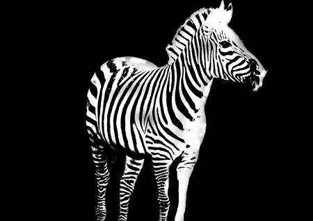 Hi Key Black and white Photo of Zebra on black backgroundの写真素材