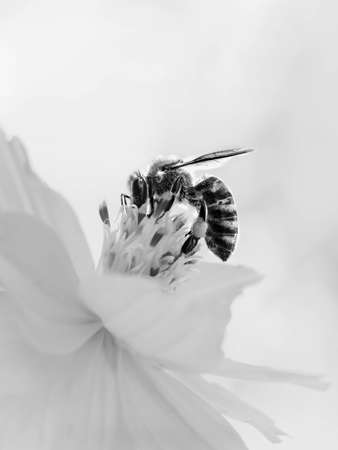 This black and white photograph shows a pollen covered bee on a white flower. With many of the plant's flowers past their prime, the bee matches the color of the dead flowers in the background.A color version of Bee On Flower is also available.Bee On Flower In Black and White was photographed by Chrystal Mimbs.の写真素材