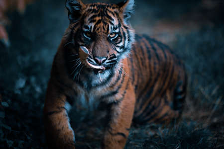 Tiger in action, Young tiger playing with bone in his mouth. Siberian tiger in beautiful habitat. Danger animal.の写真素材