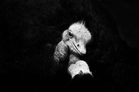 Close up of the head and neck of an emu. Big ostrich bird is a stupid bird but runs very fastの写真素材