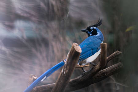 A blue jay (Cyanocitta cristata) perched on a dead branch. Blue bird with black heat and hut.