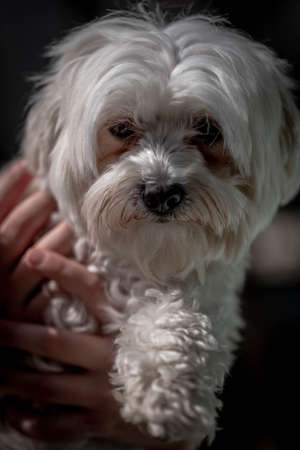 Woman holding cute maltese dog. Portrait of handholding maltese dog.の写真素材