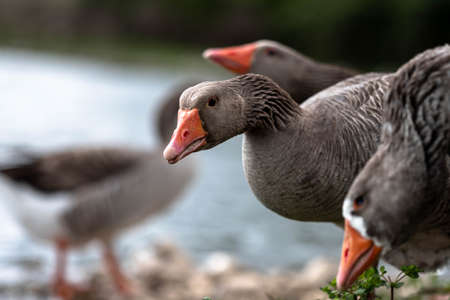 Wild Goose Portrait. A wild goose by the lake. Closeup portrait of a wild goose in its natural surroundings.の写真素材