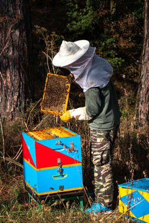 Beekeeper takes care of his hive. Beekeeper tending to bees. Apiculture. A beekeeper in a suit,...