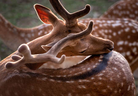 Head of a male deer. Cervus elaphus. The fallow deer Dama dama to the family Cervidae. Maleの写真素材