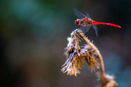 Crocothemis erythraea is a species of dragonfly in the family Libellulidae. European Scarlet...