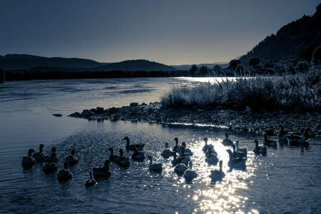 Geese in night lake landscape at lake Pmavotis in Ioannina Epirus Greece. Family of Geese enjoy night swiming.の写真素材