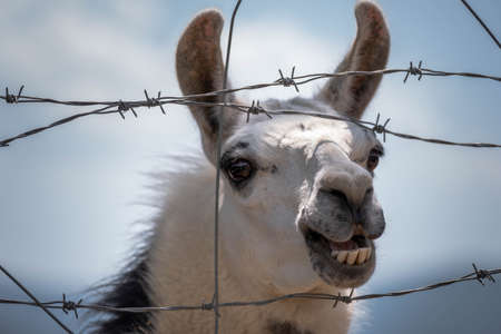 Llama head behind barbwire fence. Funny Llama at the zoo.の写真素材