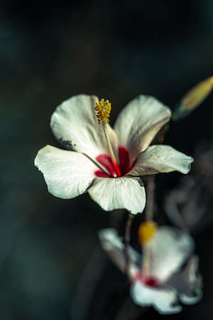 Macro picture of rare white flower in a meadow. Beautiful white flowers.の写真素材