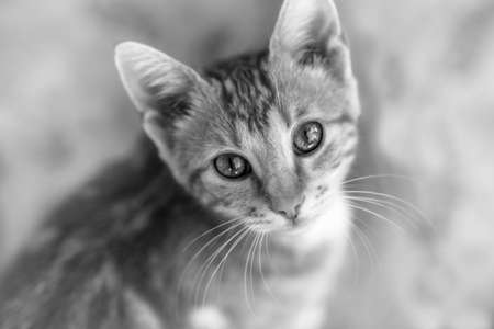 Black and white photo of a cat, closeup. Kitten closeup face portrait.の写真素材