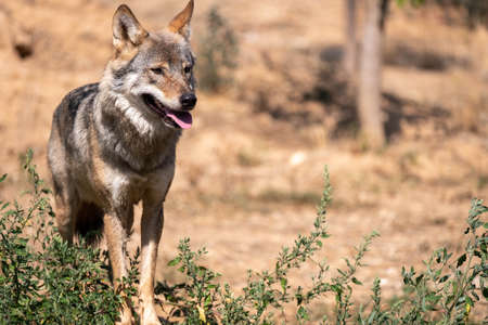 European Grey Wolf. Canis Lupus. Attica zoological park.