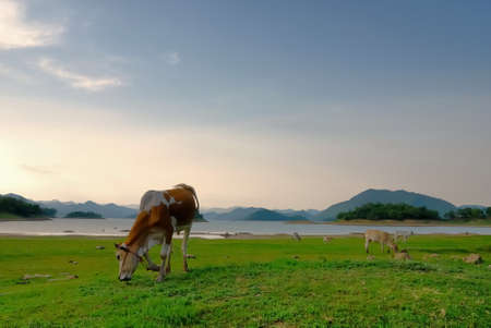 Cows in landscape,Kangkrajan Phetchaburiの写真素材