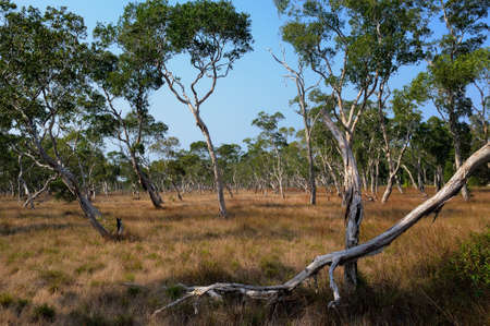  Tree in landscapeの写真素材