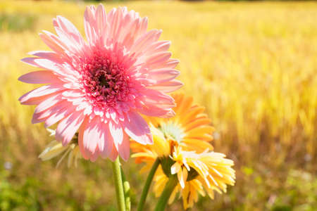 Pink flowers on yellow backgroundの写真素材
