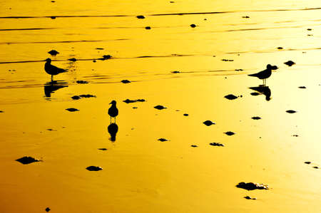 Orange sunset with Seagullsの写真素材