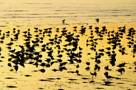 Group Of Seagulls in sunset の写真素材
