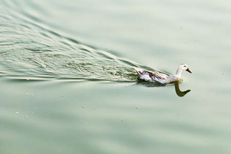 Duck on the Lakeの写真素材