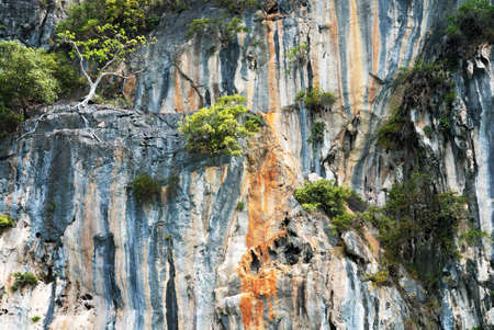 Tree on rock  in seascape