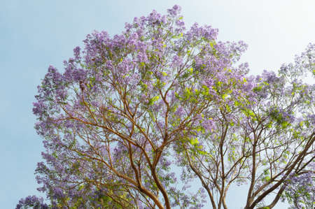 Tree in summer seasonの写真素材