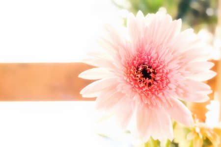Beautiful Soft Pink Flowerの写真素材