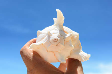 Seashell against blue skyの写真素材