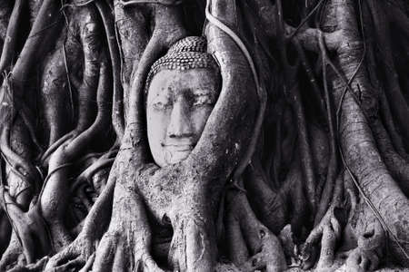 The head of buddha with tree Rootsの写真素材