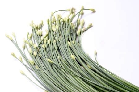 Garlic chives isolated on white backgroundの写真素材