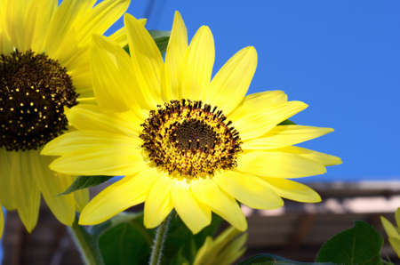 Sunflower against a blue skyの写真素材