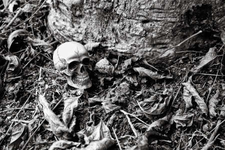 Skull human model on groundの写真素材