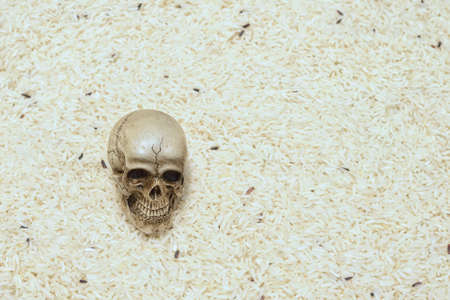 Skull human model on White riceの写真素材
